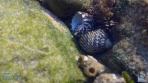 rockpool hermit crab swaps its shell - a new temporary home