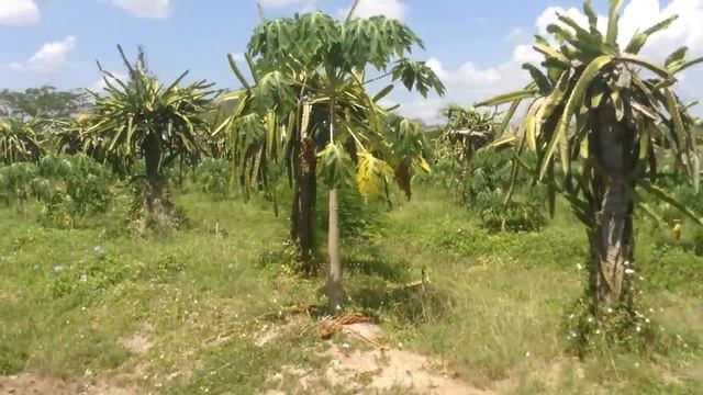 Как растет фрукт дракона (питайя, питахайя, dragon fruit) смотреть онлайн