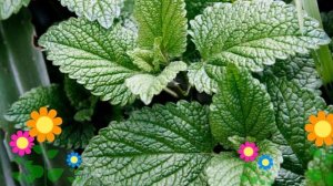 Мята Английская (Английская). Краткий обзор, описание характеристик, где купить саженцы