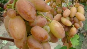 Несколько слов о "Тройке Крайнова" - Юбилее Новочеркасска и Преображении...