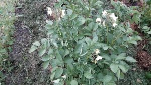 30 июня 2020 г. Как растет картофель сорта Уника (Московская область)