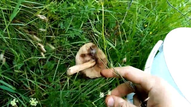 Грибы Карачаево Черкесии + оффроад на ниве смотреть онлайн