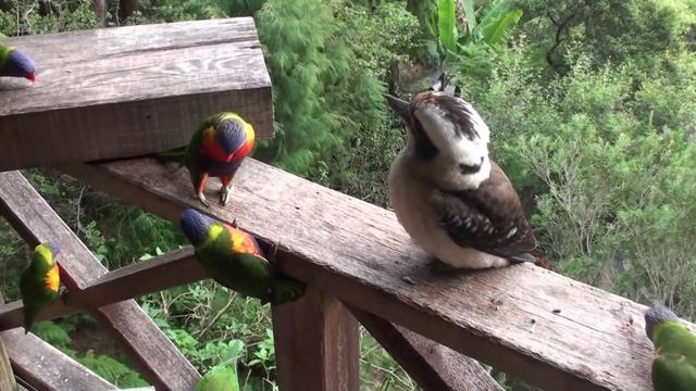 Funny Australian Birds.