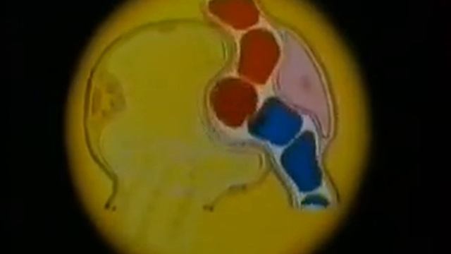 Анатомия человека Физиология дыхания смотреть онлайн