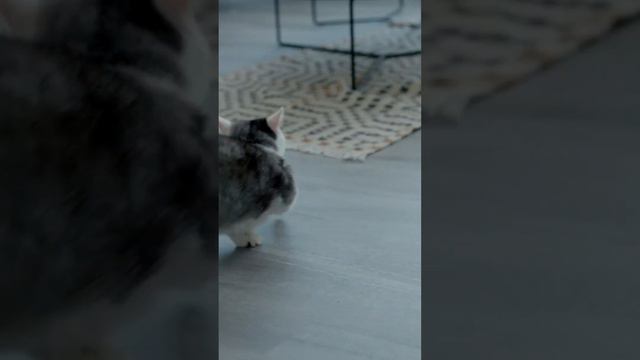 半夜夢遊的鄰居又過來敲門了，誰料查詢一番後另有其人，到底是怎麼回事？ #懸疑 #夢遊 #名偵探小宇 смотреть онлайн