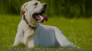 Как ведут себя собаки в жару: как кормить и поить