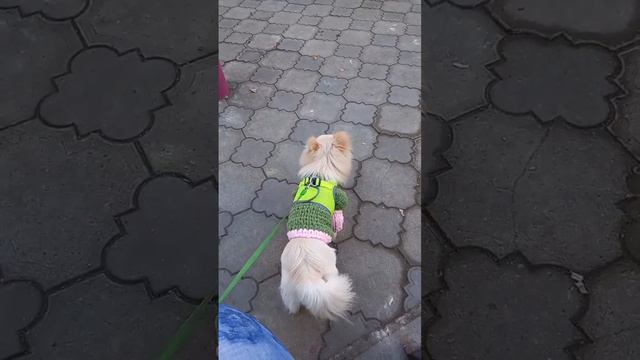 69. Почему текут глаза у шпицов? Что делать? #dog #pets #шпиц #pomeranian