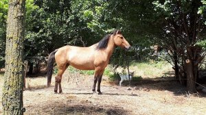 22 июля 2021 г. электропастух в действии