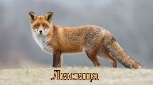 Копия видео "Голоса и звуки диких животных России для детей"