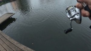 Ловля ФОРЕЛИ на спиннинг Рыбалка на платнике