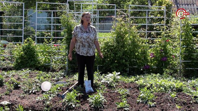 Удачный сезон (георгины,флоксы, вейгелы) смотреть онлайн