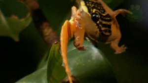 Летающие змеи, какие змеи летают, животные Азии, летучие змеи