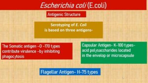 Urinary Tract Infection-E.Coli