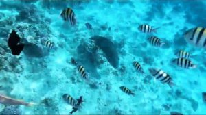 Шарм-эль-Шейх. Бухта Наама Бей. Рыбки, рифы пляжей отелей Sharm dreams resort, Novotel, Fayrose.