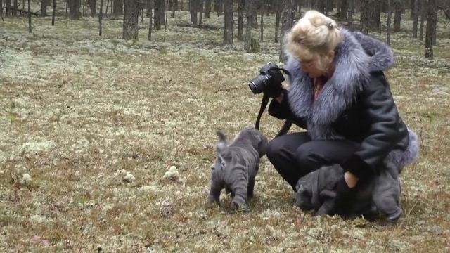 Шар пеи Первая прогулка смотреть онлайн
