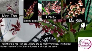 Know Your Orchid....Oncidium Jairak Fragrance |In Malayalam with English Subtitles.