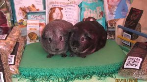 Самые лучшие фотографии - Морские Свинки Скинни, Болдуин и другие