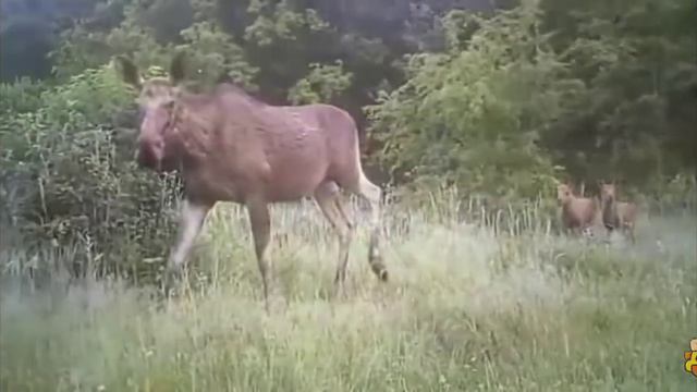 природа Чернобыля (ЧАС) смотреть онлайн