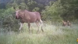 природа Чернобыля (ЧАС)