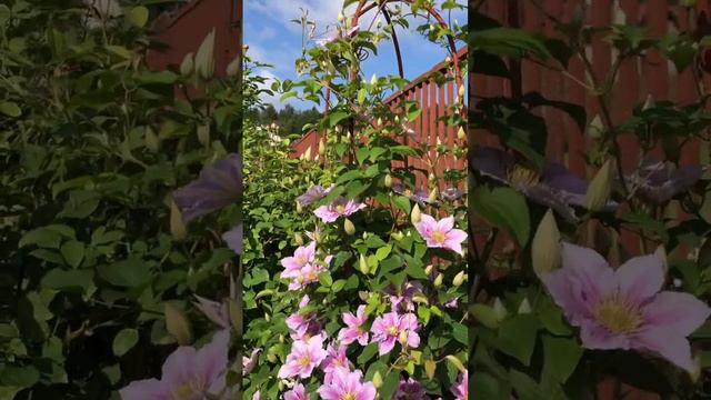 Клематис Пиилу 🌸 30 июня 🌸 #garden смотреть онлайн