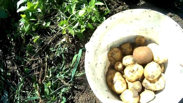 Копаем картошку, урожай радует.