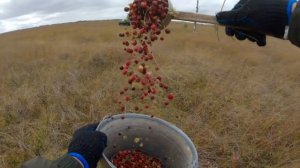Как собирают клюкву в Сибири. Васюганское болото. How we harvest cranberries in Siberia