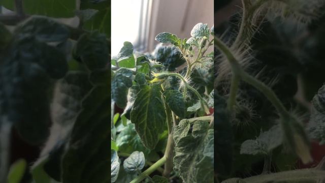 How to pollinate tomatoes by hand смотреть онлайн