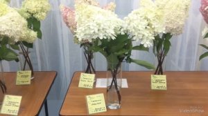 Выставка гортензий в Биологическом музее им. Тимирязева