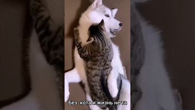 Без кота и жизнь не та ?