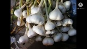 Сабзавотҳо:Каду дар хоб,Бодиринг дар хоб,Тарбуз дар хоб,сабзӣ дар хоб,пиëз,турб,сир,боимҷон ва кара