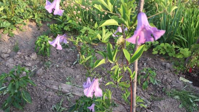 Клематис Betty Corning смотреть онлайн