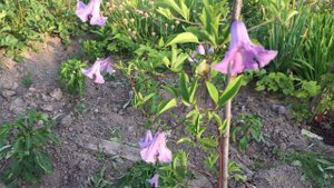 Клематис Betty Corning