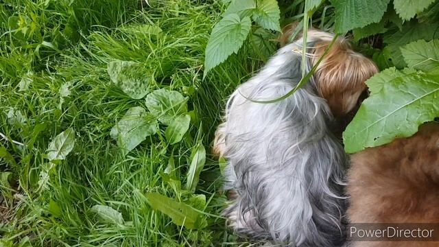 Немецкий шпиц коричневый и йорки на прогулки #шпиц #собаки смотреть онлайн