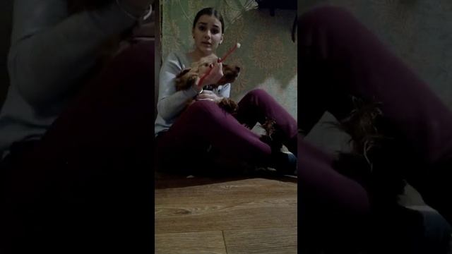 Как чистить зубы собаке ? Английский Кокер-Спаниель. смотреть онлайн