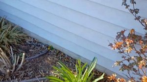 Dollar Tree Gladiolus Have Returned! & a Praying Mantis Ootheca