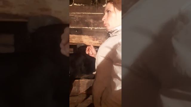 Как узнать возраст #коровы по рогам #сельскоехозяйство #деревенскаяжизнь #домашниеживотные