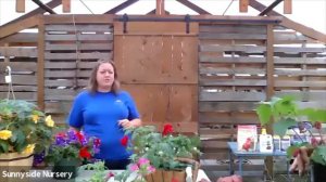 Cascading Color Hanging Baskets