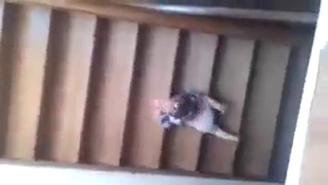 ребенок научился спускаться по лестнице смотреть онлайн