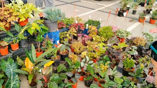 Обзор цветочного рынка. Город Краснодар ул. Героя Владислава Посадского 36