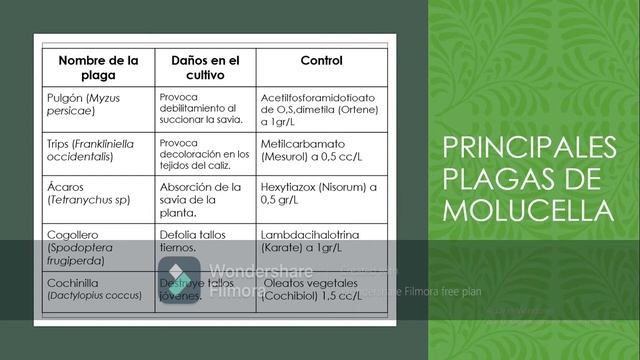 Molucella смотреть онлайн
