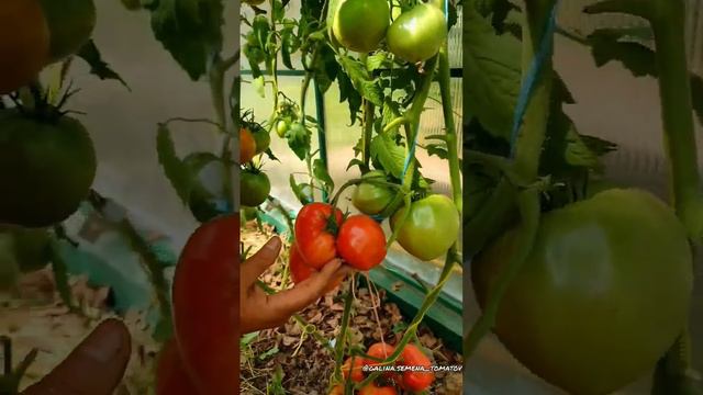 "Северное Бычье Сердце" (Upstate Oxhear Tomato, США)  🍅#помидоры#семенатоматов#сад#томаты