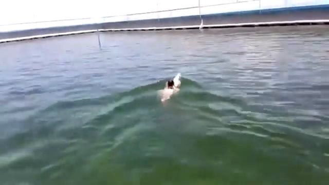 Девочка и дельфин, обалдеть смотреть онлайн