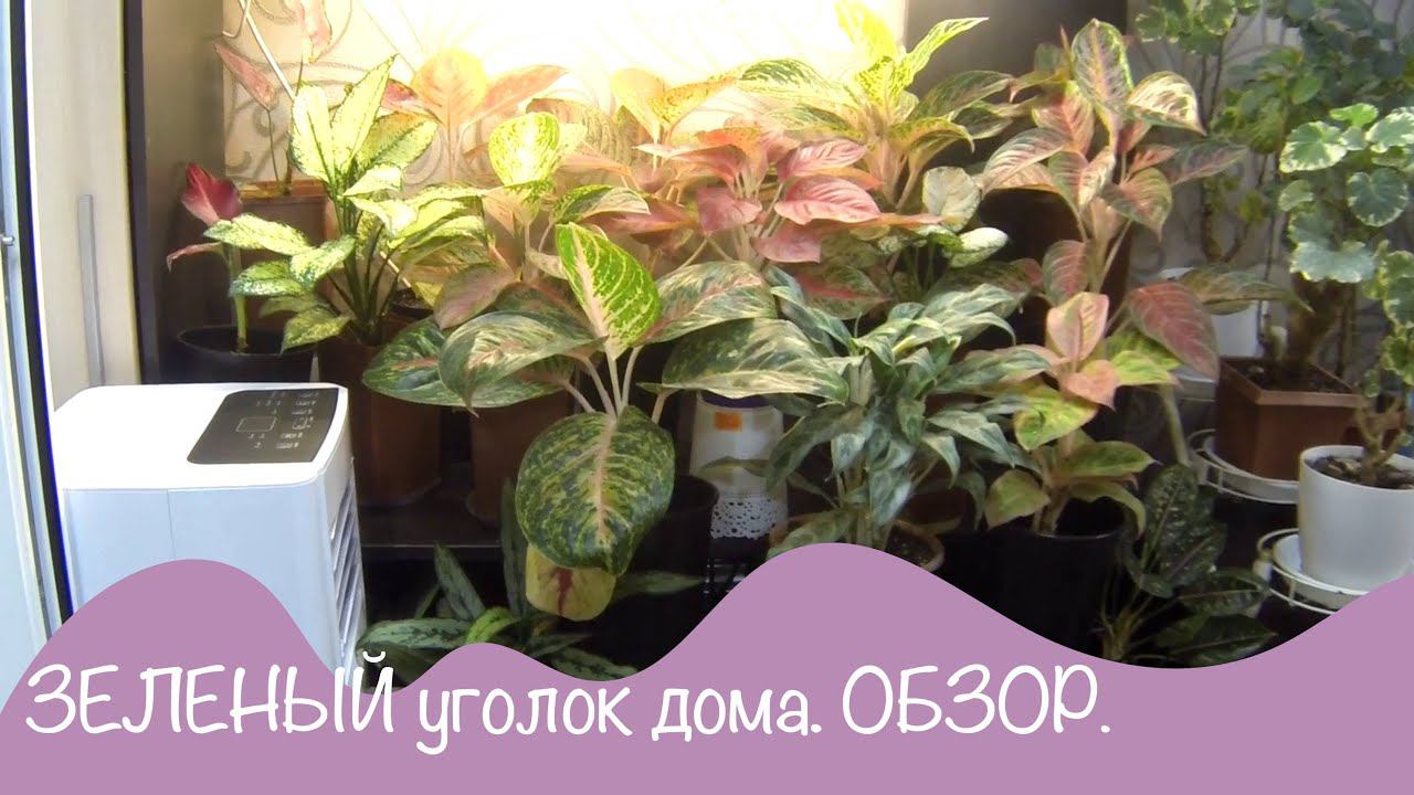 Мой зеленый уголок. Обзор комнатных цветов. 9 серия overview of indoor flowers