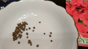 Шикарный БАЛЬЗАМИН!!!Правила посева семян бальзамина.