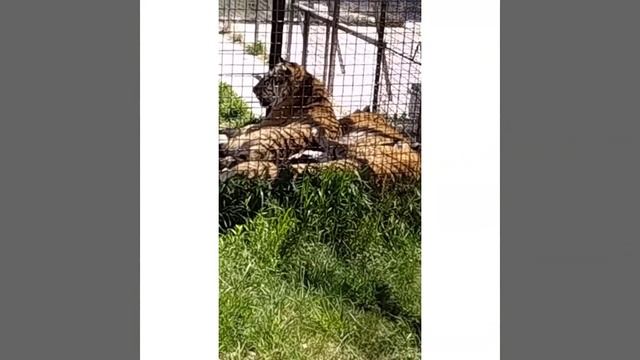 Парк Тайган .Крым. смотреть онлайн