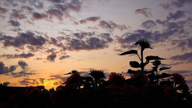 Sunset Dreams - Bass F Copper Flute смотреть онлайн