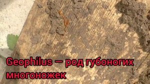 Насекомые, которые живут в пне. Оленёк и другие интересные насекомые.