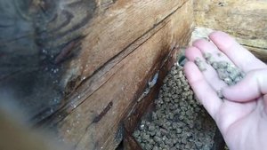 Кролики зимой, кормление и уход!