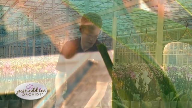 Orchid Care After Blooms Drop - Just Add Ice Orchids смотреть онлайн