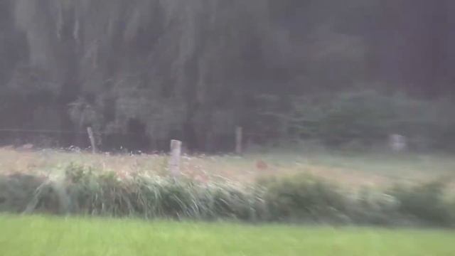 Охота на чёрную косулю смотреть онлайн